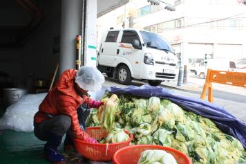 수진1동 사랑의 김치나눔 행사 절인배추 옮겨 담는 모습